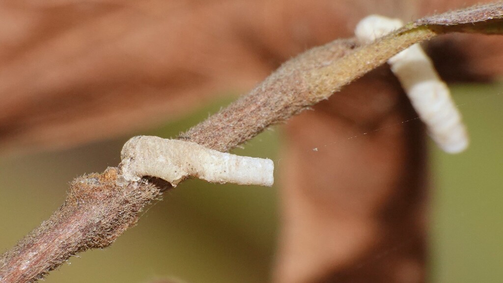 Machhar Insect Machaerota from Virar Dam, Virar, Maharashtra 401305 on January 27 ...