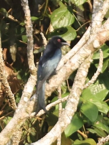Velvet-mantled Drongo