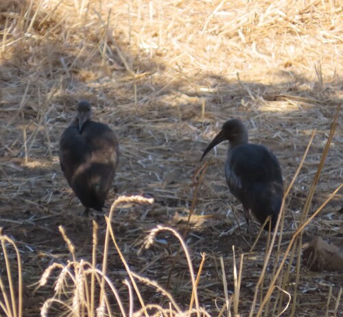 iNaturalist: (c) Fiona Hellmann, some rights reserved (CC BY-NC), uploaded by Fiona Hellmann iNaturalist image