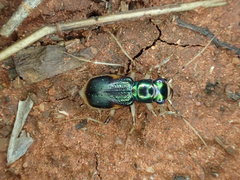Australicapitona bostockii