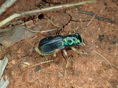 Australicapitona bostockii