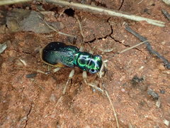Australicapitona bostockii