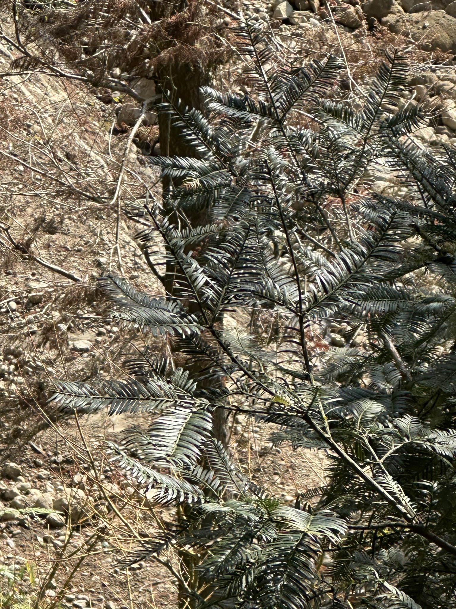 Cephalotaxus harringtonii (Cowtail Pine, Japanese Plum Yew)