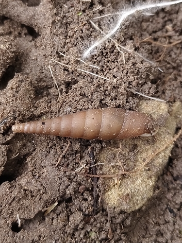 Cirrophaedusa plicilabris