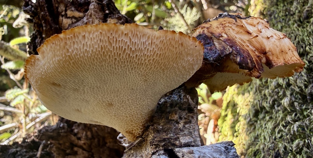 Polyporus decurrens