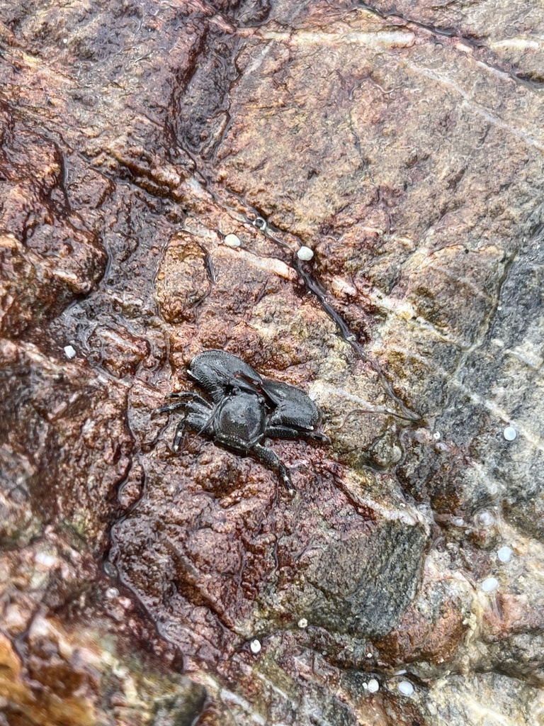 Petrolisthes cyanochir