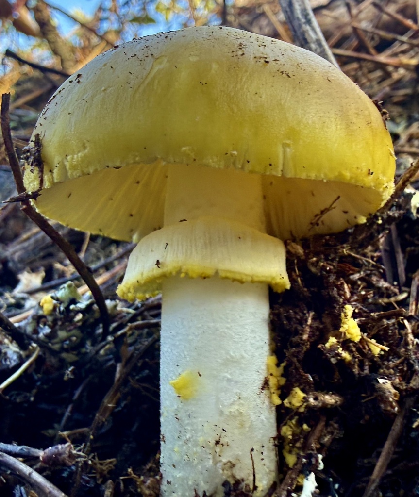 Amanita augusta · January 2026 · photo: © hllrnnr (iNaturalist, cc0)