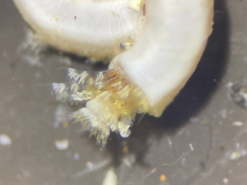 Hydroides elegans observed 2026-01-29