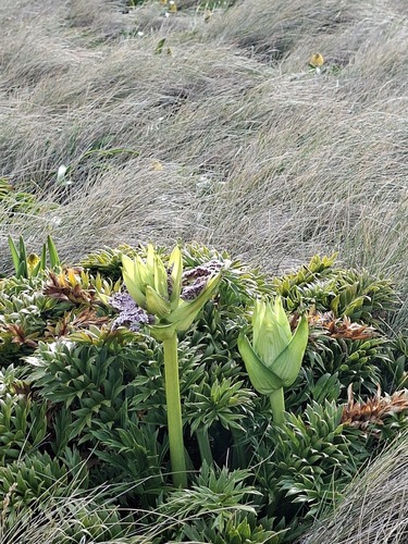 Anisotome latifolia, photograph 6