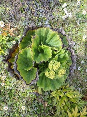 Azorella polaris, photograph author not stated, no rights reserved