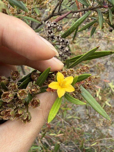 Water Gum (Tristania neriifolia)