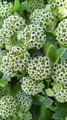 Azorella polaris, photograph author not stated, no rights reserved