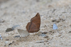 Charaxes bernardus