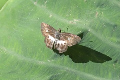 Gerosis phisara