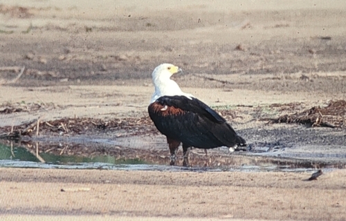 iNaturalist: (c) Eric Wille, some rights reserved (CC BY-NC), uploaded by Eric Wille iNaturalist image