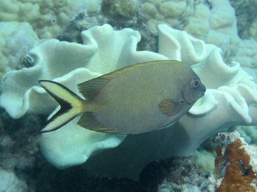 Peppered spinefoot (Siganus punctatissimus) — Siganidae — 5
