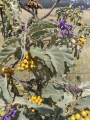 Solanum crinitipes