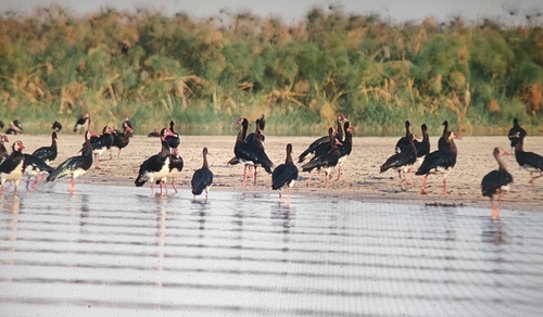 iNaturalist: (c) Eric Wille, some rights reserved (CC BY-NC), uploaded by Eric Wille iNaturalist image