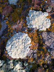 Protoparmeliopsis pinguis