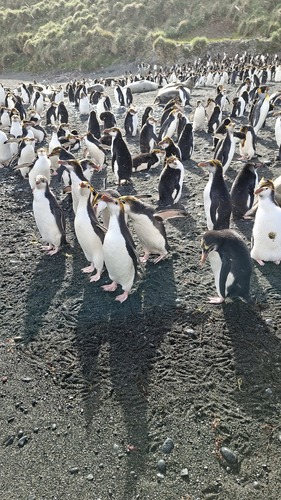 Royal Penguin (Eudyptes schlegeli)