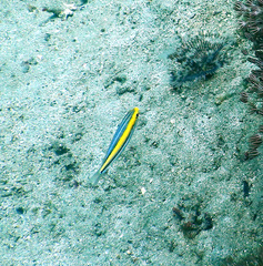 Pentapodus paradiseus