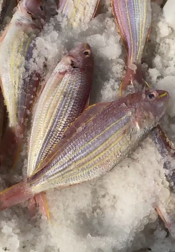 Golden Threadfin Bream