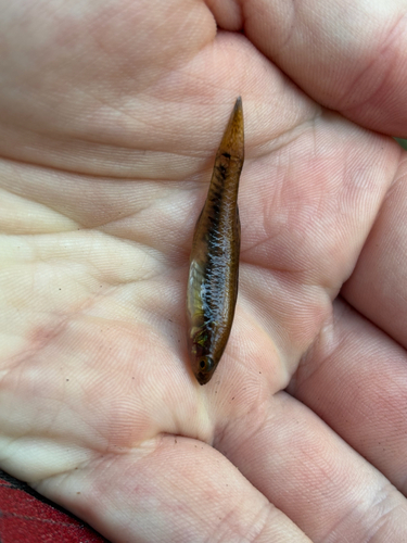 Australian carp-gudgeon (Hypseleotris compressa) — Eleotridae — 3
