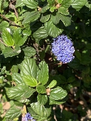 Ceanothus thyrsiflorus