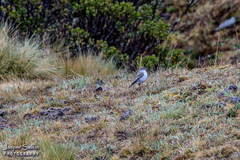 Muscisaxicola rufivertex