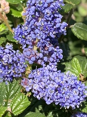 Ceanothus thyrsiflorus