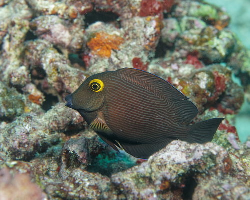 Bristletoothed surgeonfish (Ctenochaetus strigosus) — Acanthuridae — 2