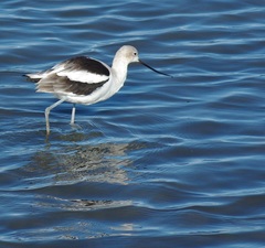 Recurvirostra americana