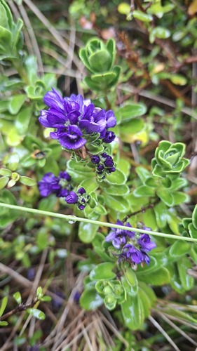Bentham's Veronica (Veronica benthamii)