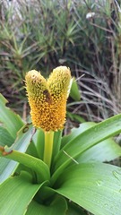 Bulbinella rossii