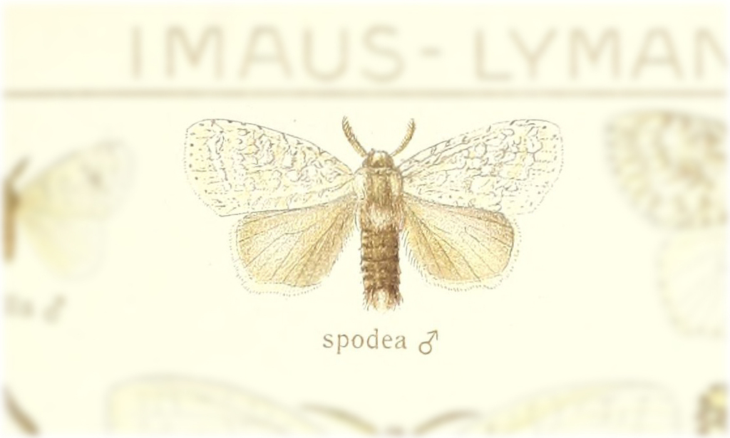Dura spodea