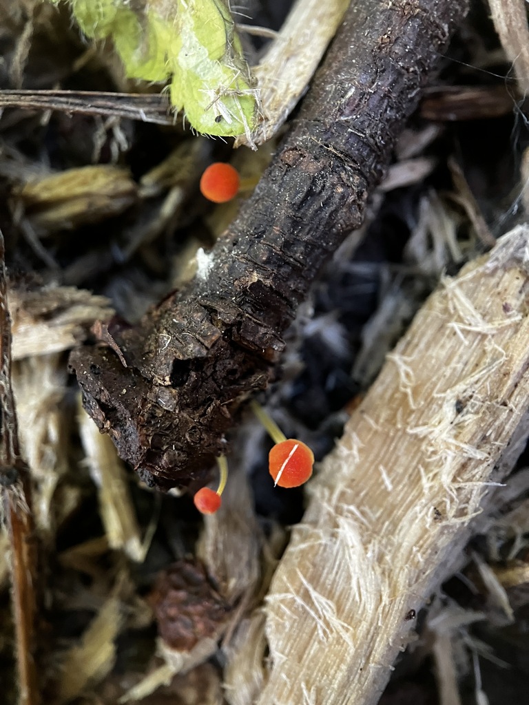 Pruinomycena acicula · January 2026 · photo: © mikoikoi (iNaturalist, cc0)