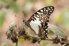 Graphium angolanus baronis