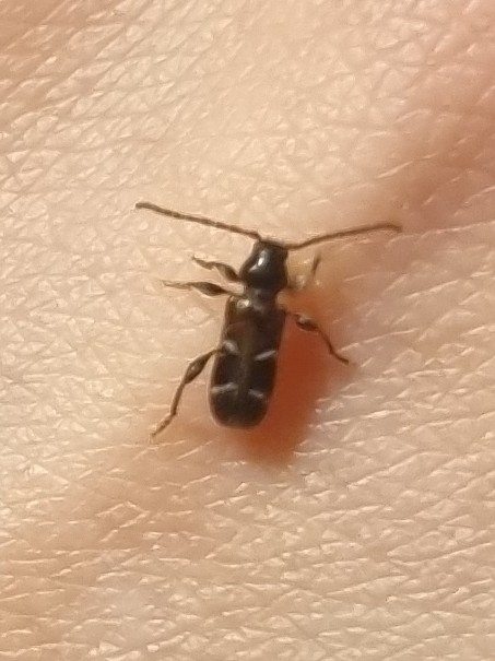 Poecilium alni
