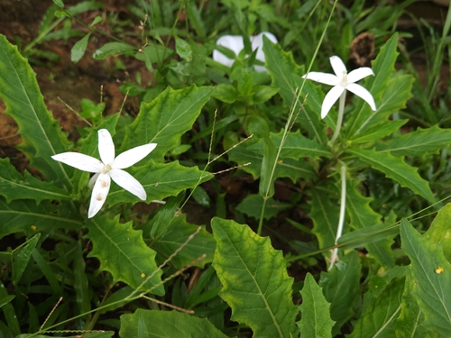 Star of Bethlehem