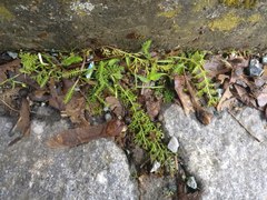 Achillea millefolium
