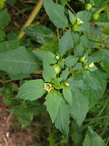 cutleaf groundcherry