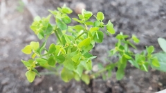 Euphorbia peplus