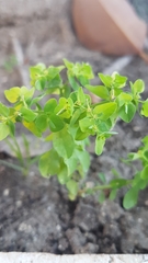 Euphorbia peplus