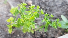Euphorbia peplus