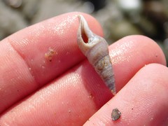 Ophiodermella inermis