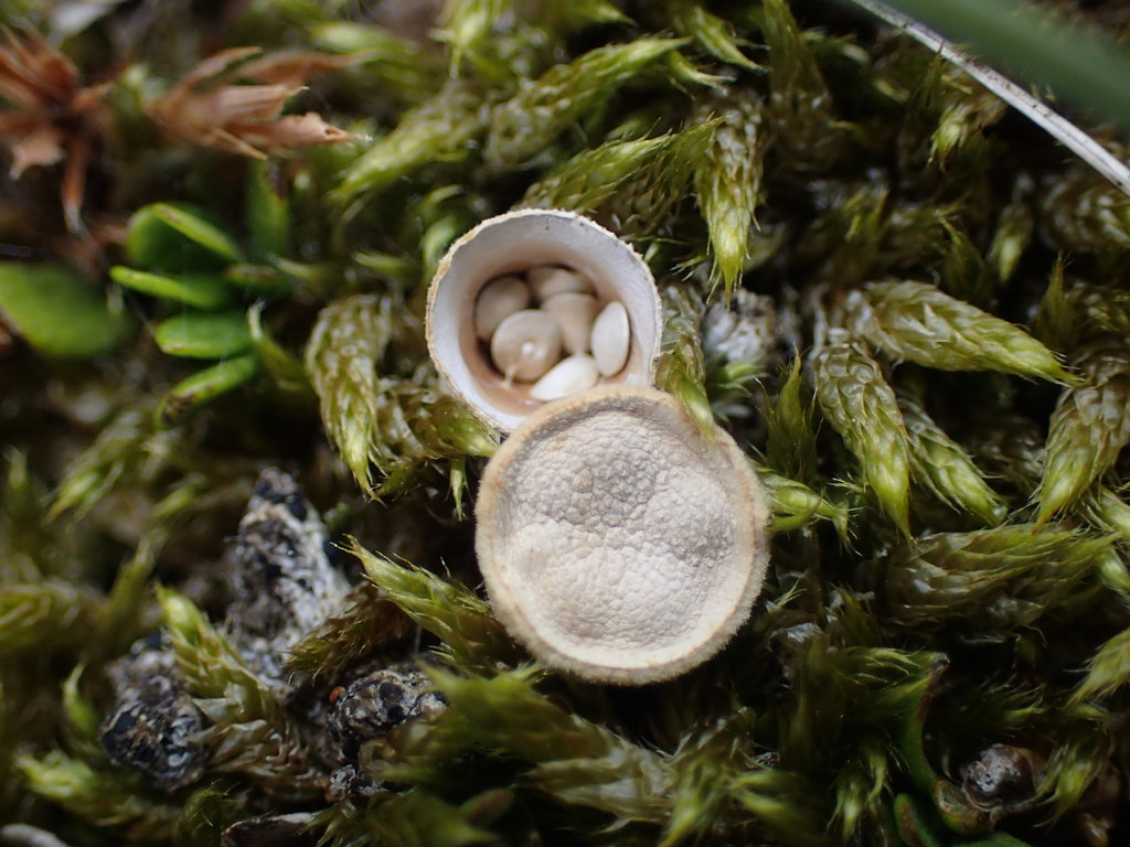 Crucibulum simile · January 2026 · photo: © fuligogirl (iNaturalist, cc-by)