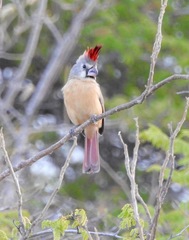 Cardinalis phoeniceus