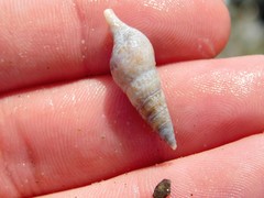 Ophiodermella inermis