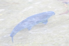 Neolissochilus stracheyi