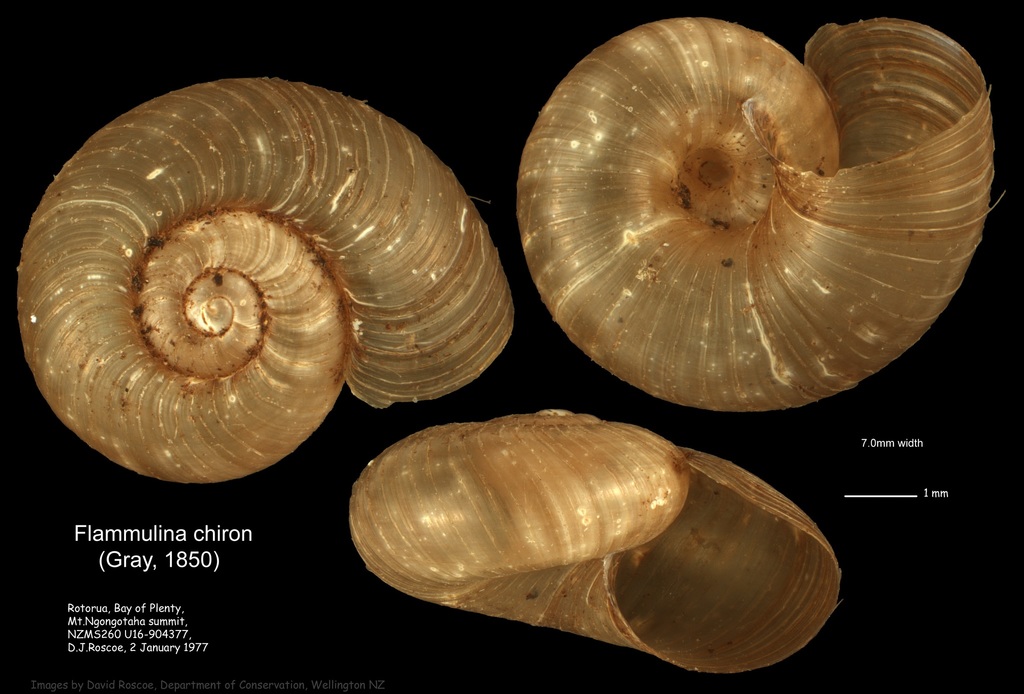 Flammulina chiron